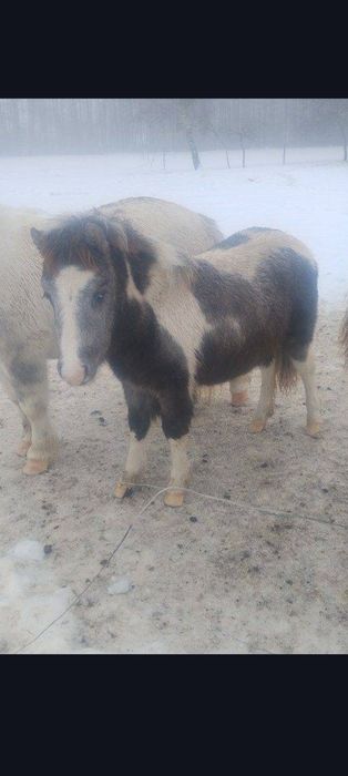 Sprzedam kucyka kucyki łagodne