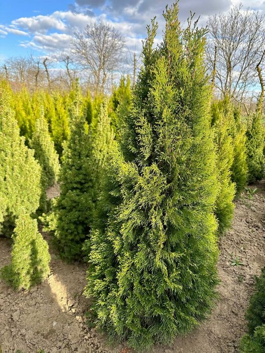 Туя смарагд насадження