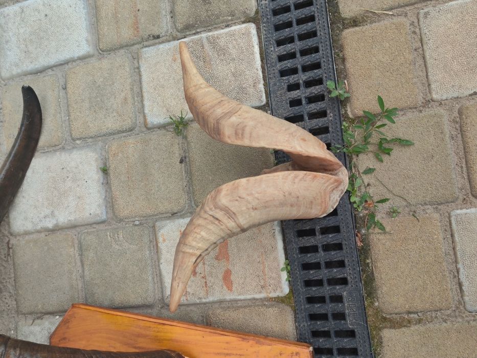 Рога козла.    .