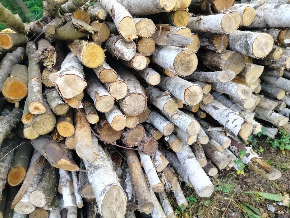 Suche Drewno opałowe kominkowe i galeziówka liściaste i iglaste