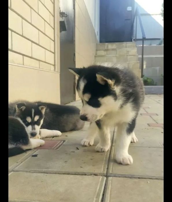 Syberian Husky szczenię