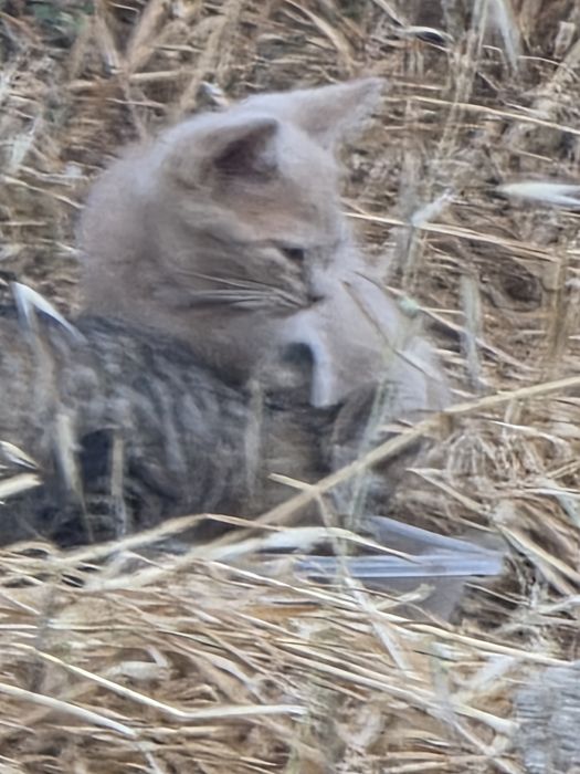 Gatinhos  para adoção