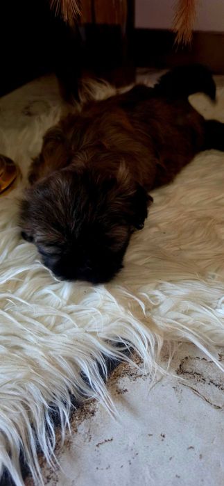 Shih Tzu  ARIA Gen Blue