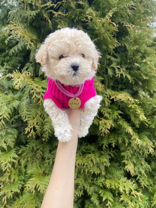 Мальтіпу мікро мальтіпушки