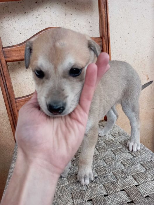 Cães filhotes para adoção