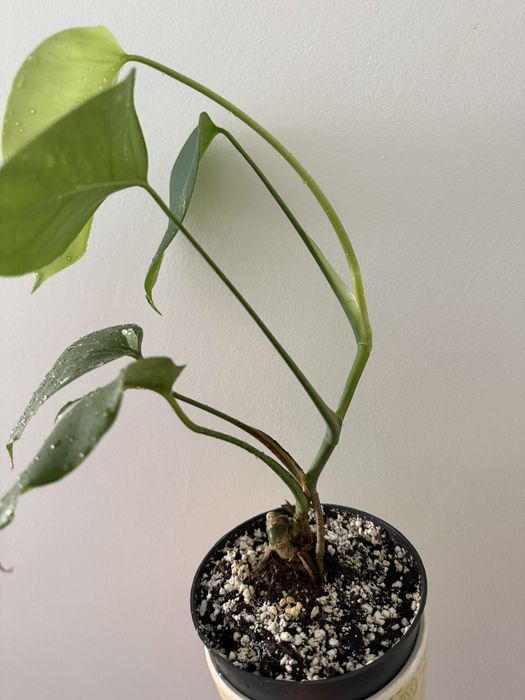 Terrestrial Orchids459133135850065921