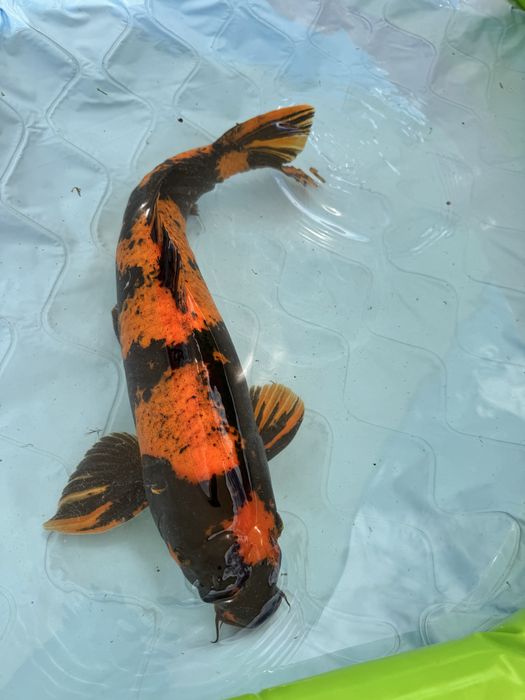 Carpa koi hinutsuri male