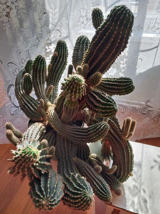 Колекція кактусів Ехінопсис (Echinopsis)