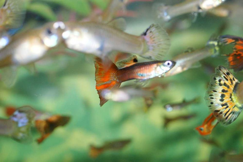 Peixes Guppy / Guppies Adultos /Plantas