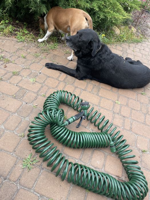 Спіральний шланг для поливу 15 м з пістолетом-розпилювачем (садовий п