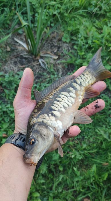 Kroczek karp karaś