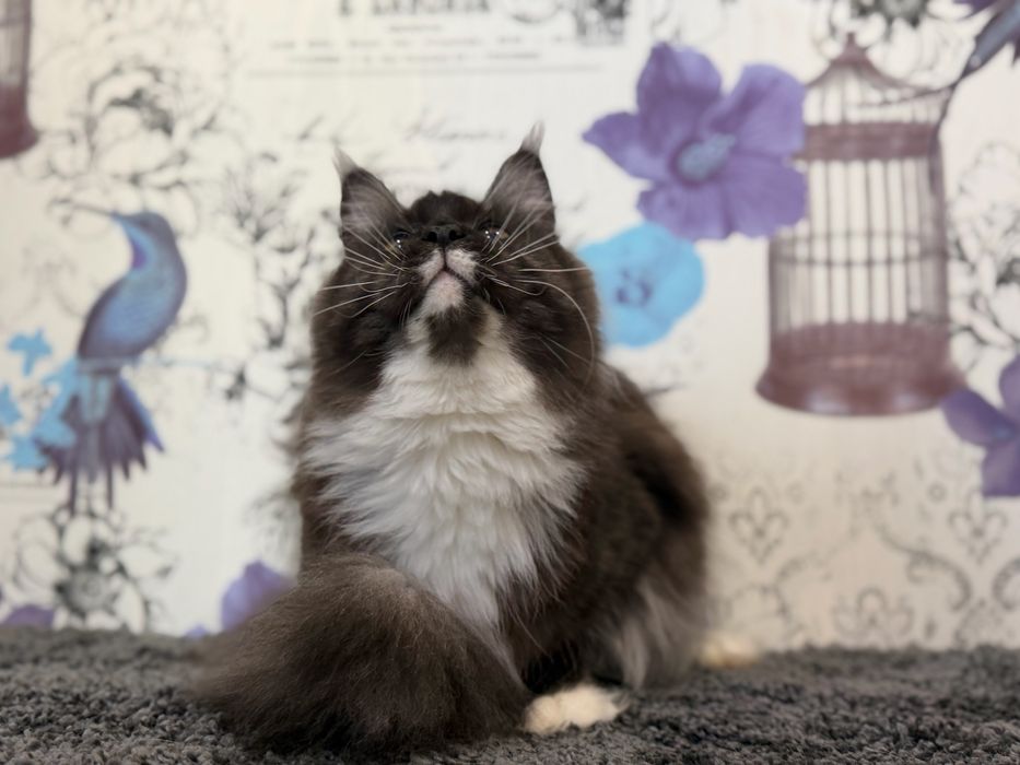 Мейн-кун дівчинка полідакт