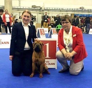 Вязка шарпей . Чемпион