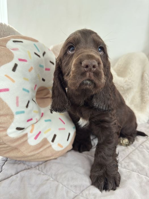 MONTE Cocker Spaniel Angielski REZERWACJA