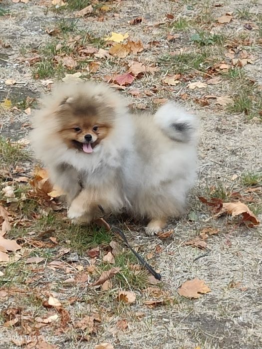 Мальчик померанский шпиц