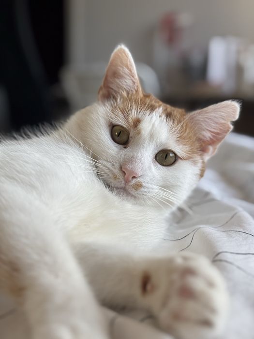 Maślaczek szuka dobrego domu