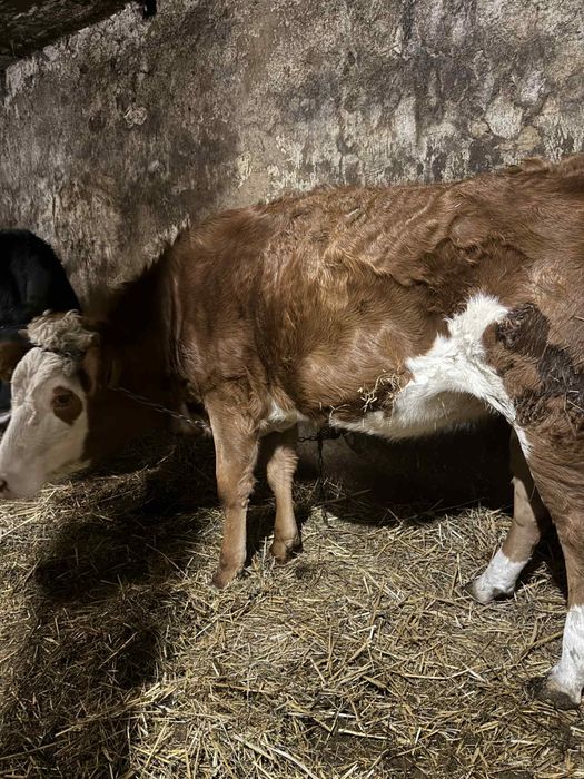 Jałówki zacielone do dalszego chowu