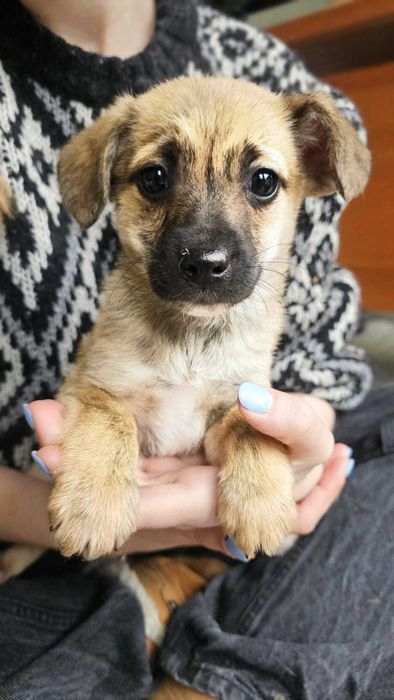 Fuksja- 2 msc szczeniak do adopcji