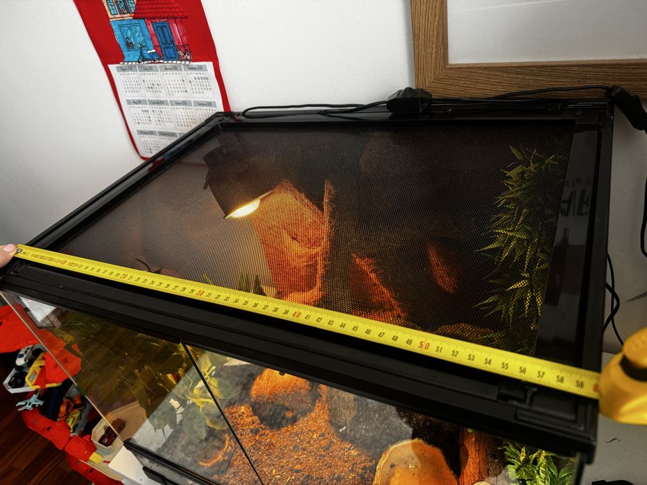 Gekon Lamparci z terrarium