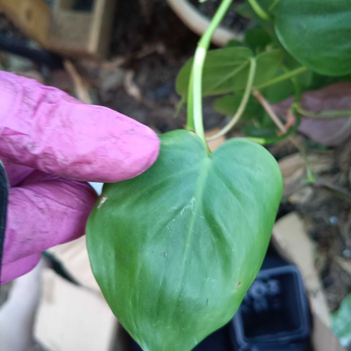 philodendron miscant green form-cieta pędówka