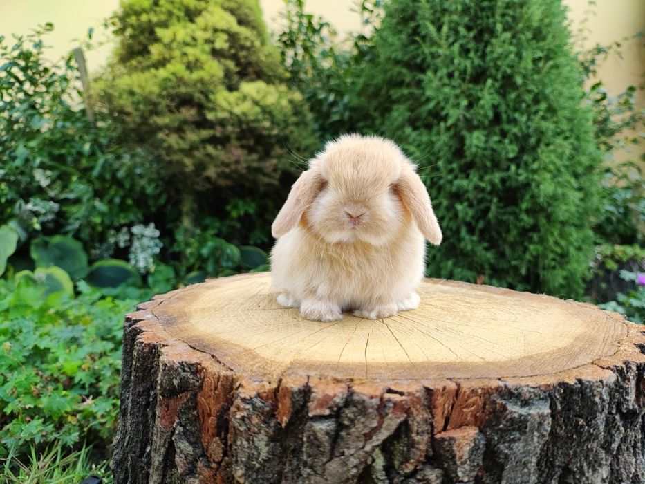 Piękne króliczki Mini Lop i Karzełek Teddy. Wolne maluszki.