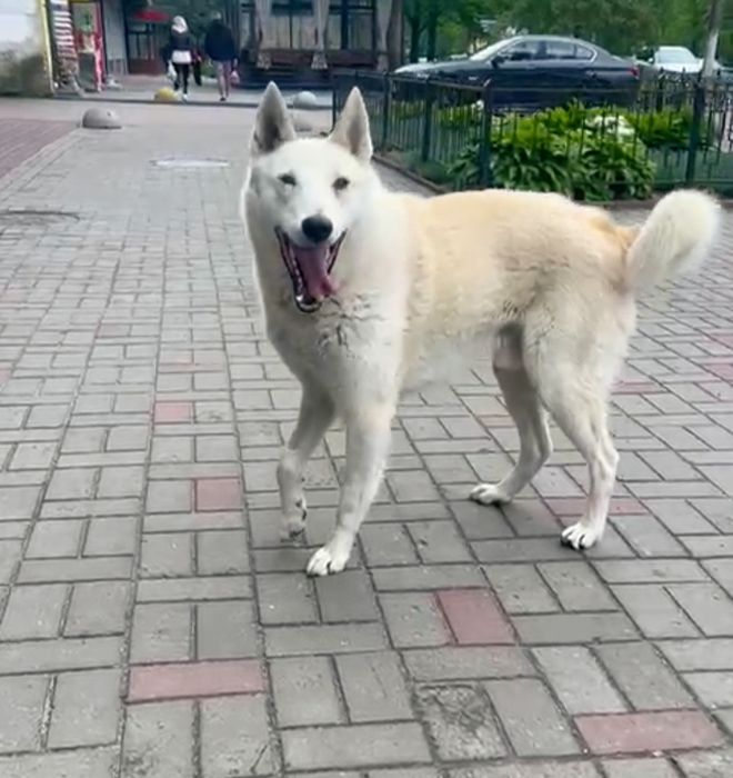 Кобель Куба, вік два роки