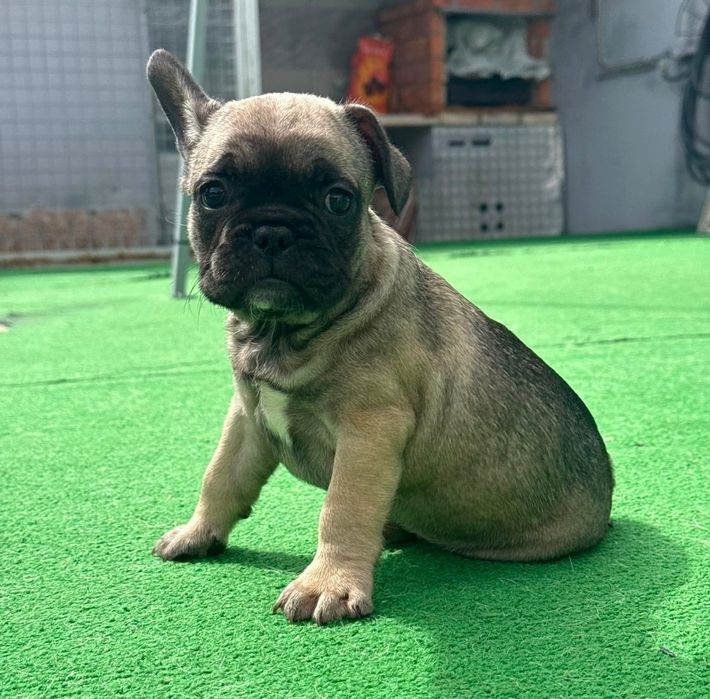 Bulldog francês fêmea sable