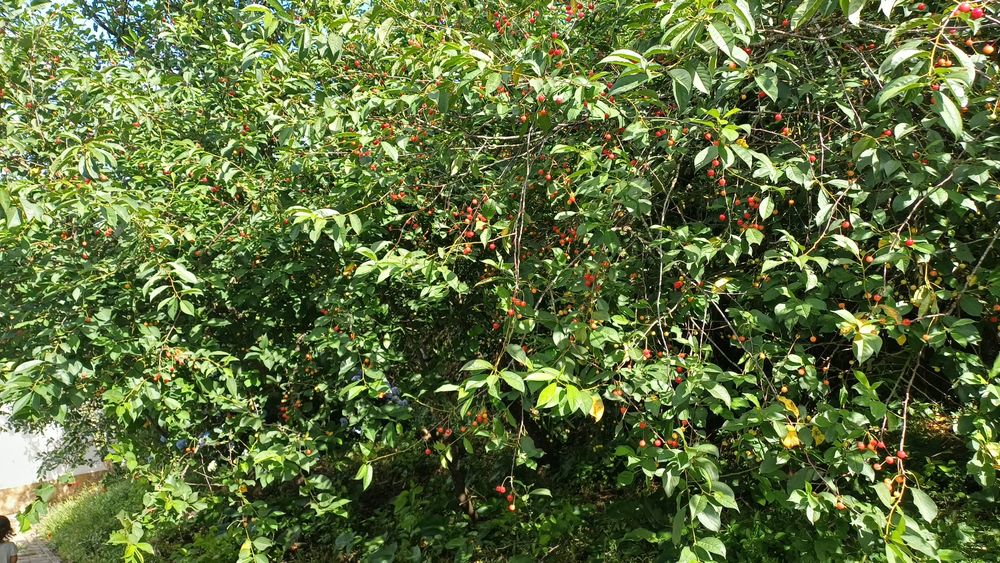 Ginja Biologica Boa