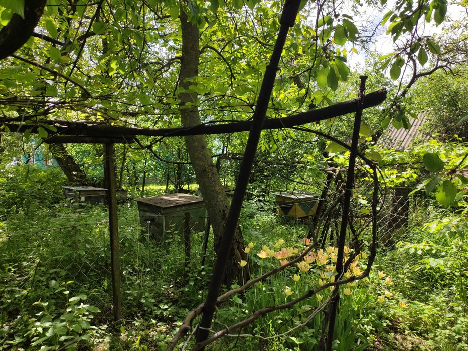 Будинок хата в с.Куражин, біля Дністра,велика земельна ділянка