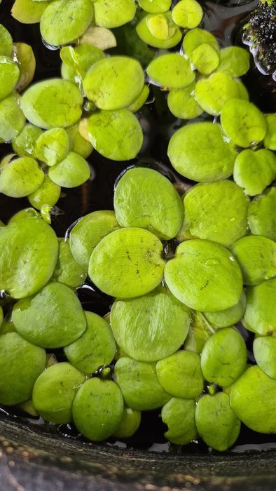 Plantas flutuantes aquario/lago Limnobium laevigatum