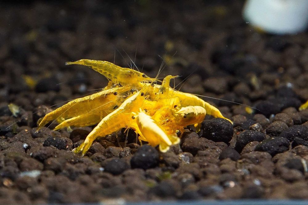 Krewetki Neocaridina Yellow Neon