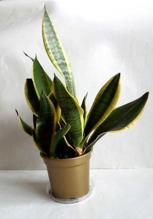 Sansevieria Grudnik kaktus Bożego Narodzenia Schlumbergera