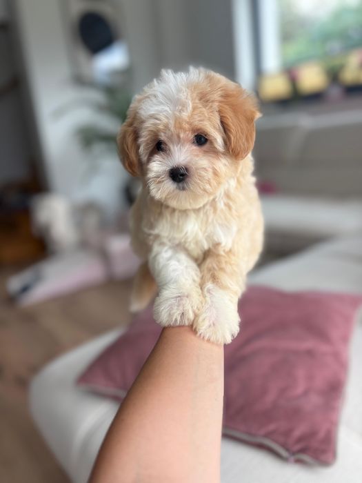 Maltipoo Suczka XXS Art Puppies Badania