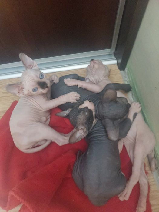 Продаж кошенят  канадського сфінкса.