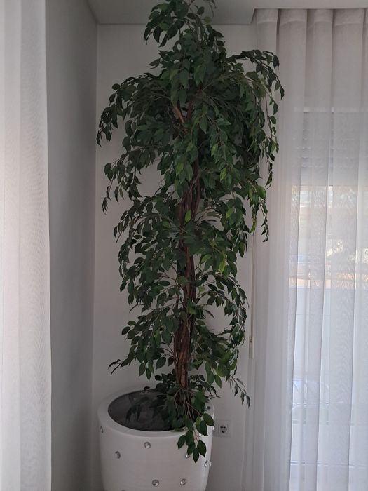 Ficus Benjamina Artificial — 2 Metros de Altura