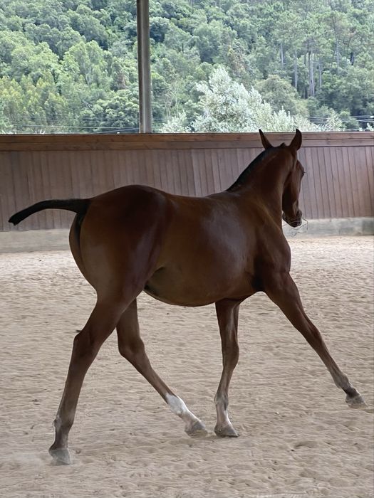 Poldro  PSA, X- Doma Masan, 6.5 meses