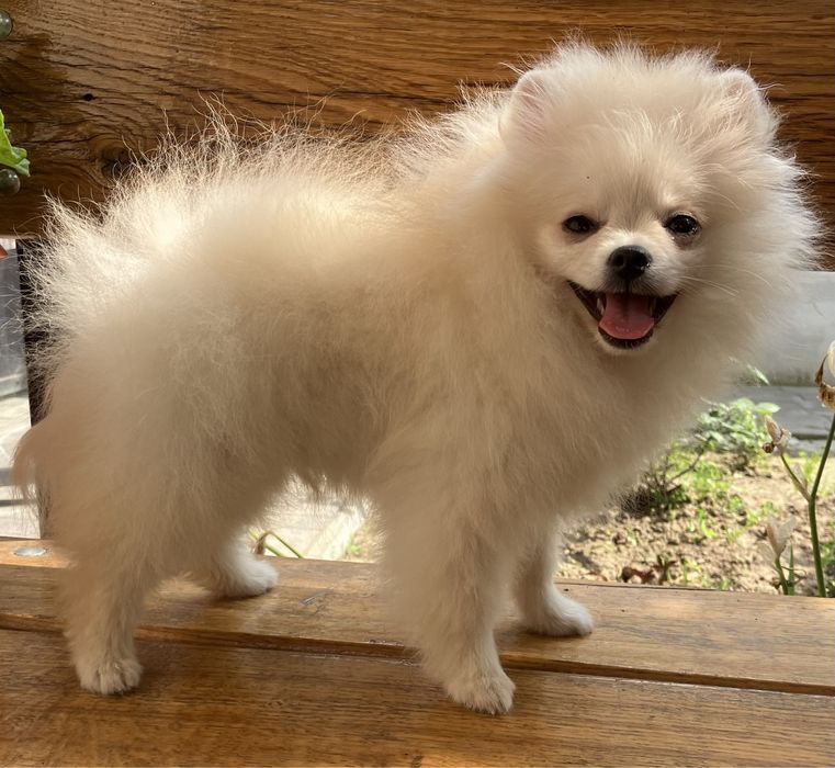 Дівчинка помераночка КСУ Киів