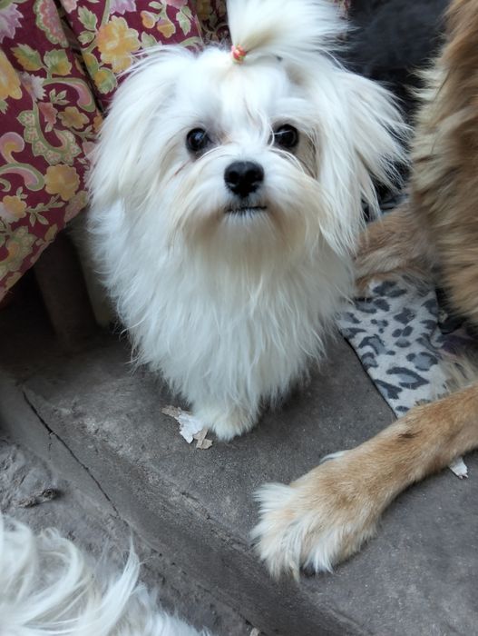 Мальчик мальтези корейские крови