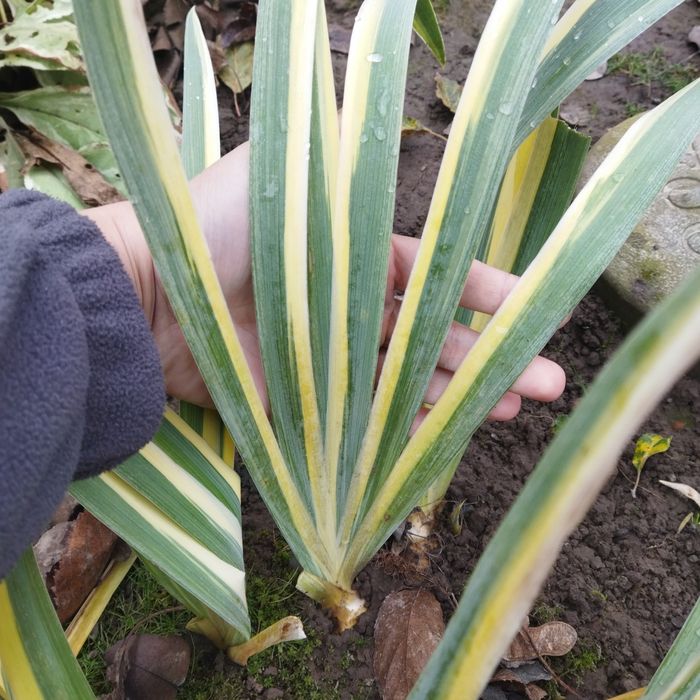 Рослина варієгантний ірис