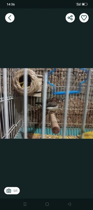 Vendo casal de bengalins+ninho só 10€