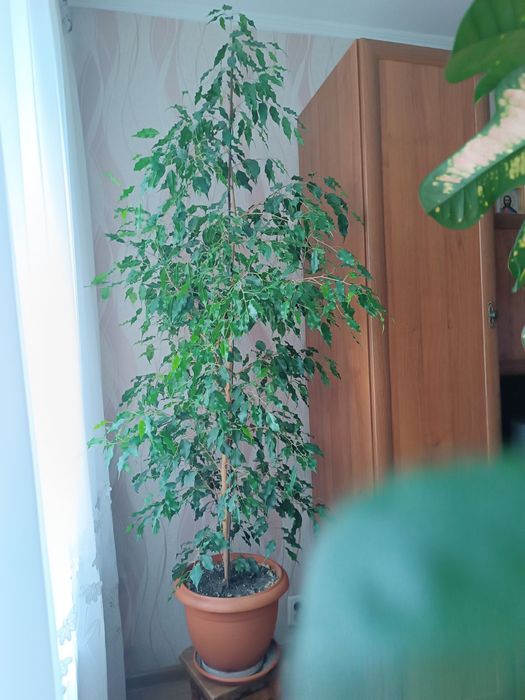 Продається фікус Бенджаміна