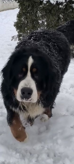 Piesek z rodowodem. Berneński pies pasterski.