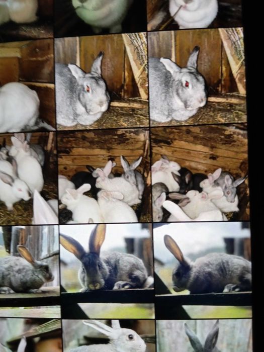 Продам кроликів,