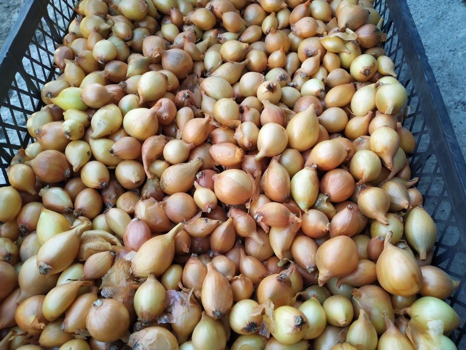 Домашня цибуля кущівка