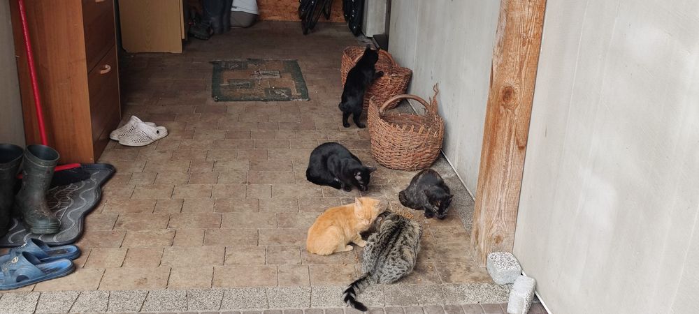 Oddam koty    za darmo