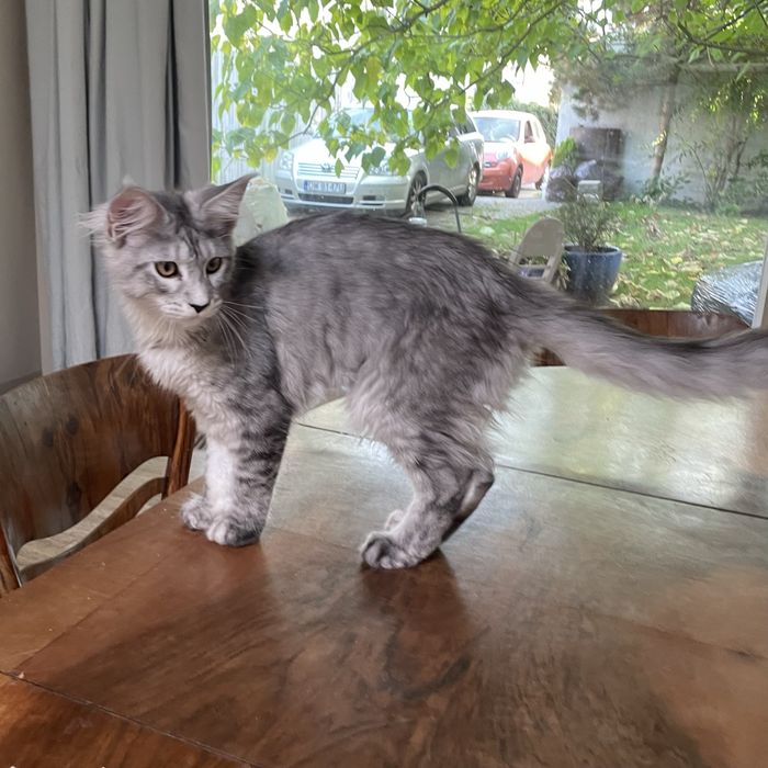 Koteczka maine coon
