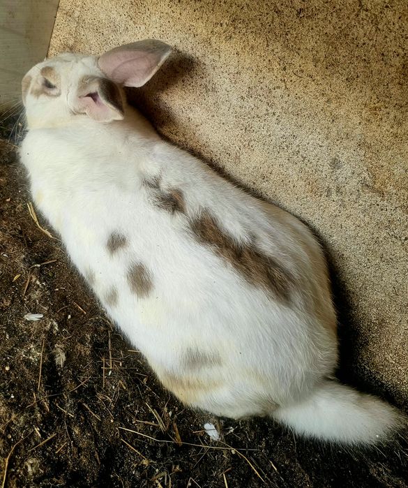 Coelhos raça  Borboleta (gigante)