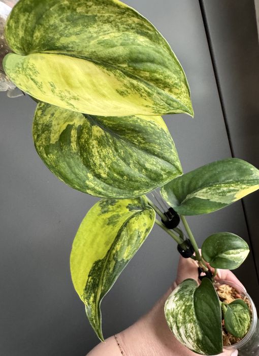 Scindapsus Jade Satin Aurea - pędówka