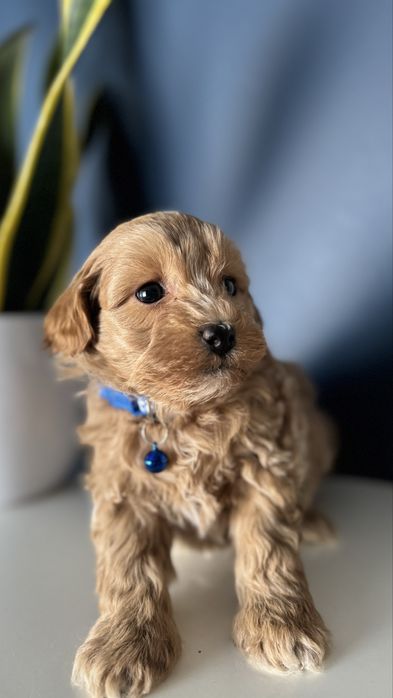 Maltipoo piesek - Surimi