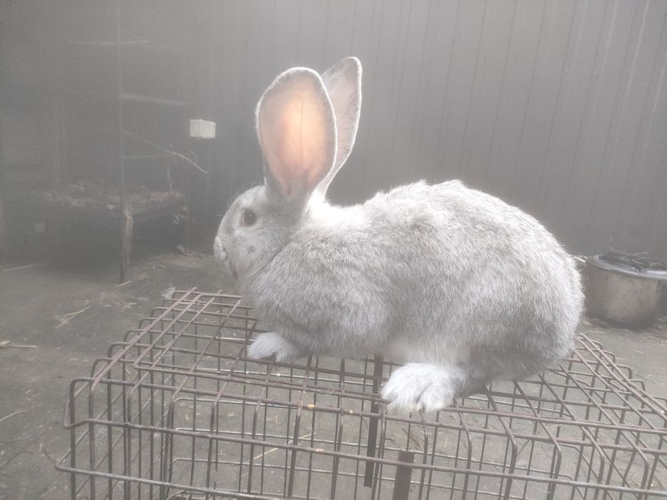 Samce i samiczki Belg olbrzymi szary szynszylowaty